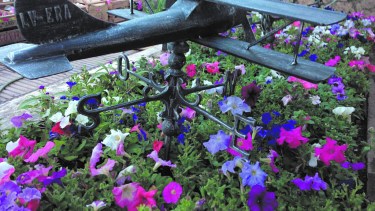 Las petunias son una de las primeras recomendaciones para asegurar un jardín colorido, y requieren de abundante riego durante primavera y verano.