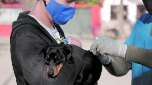 Campaña gratuita de vacunación antirrábica para perros y gatos