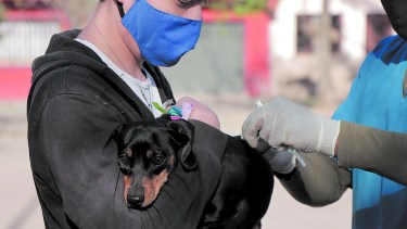 Campaña gratuita de vacunación antirrábica para perros y gatos