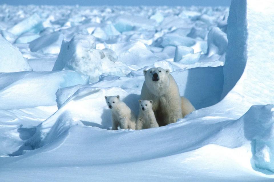 Hay 26 mil ejemplares de osos polares en la zona del Polo Norte. Foto: AFP