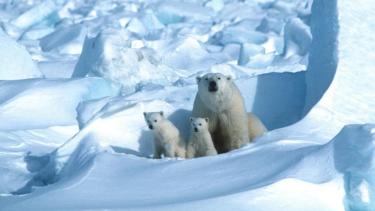 Hay 26 mil ejemplares de osos polares en la zona del Polo Norte. Foto: AFP