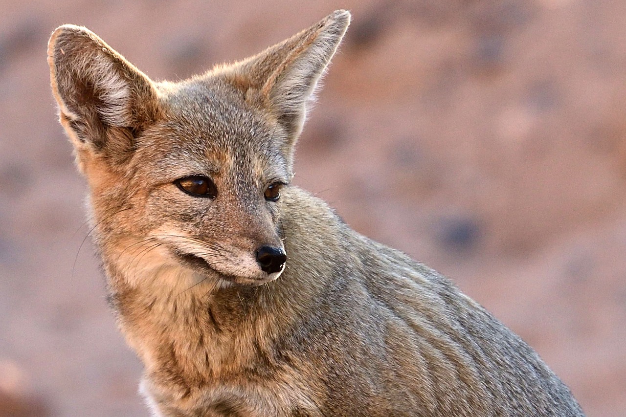 El zorro es un depredador frecuente en la zona de las bardas. Foto: Alejandro Carnevale 