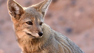 El zorro es un depredador frecuente en la zona de las bardas. Foto: Alejandro Carnevale 