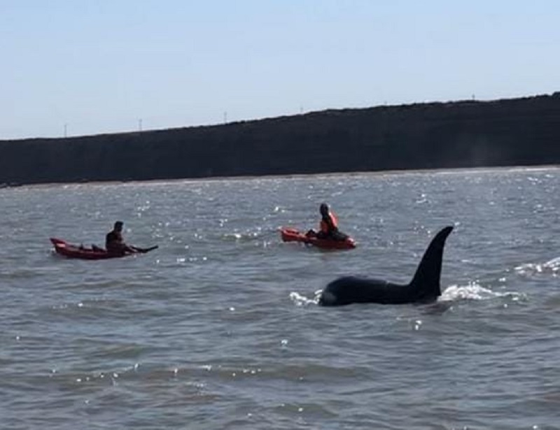Los pescadores lograron ver a unas tres orcas. Foto Gentileza Federico Díaz.