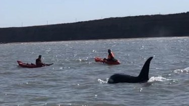 Los pescadores lograron ver a unas tres orcas. Foto Gentileza Federico Díaz.