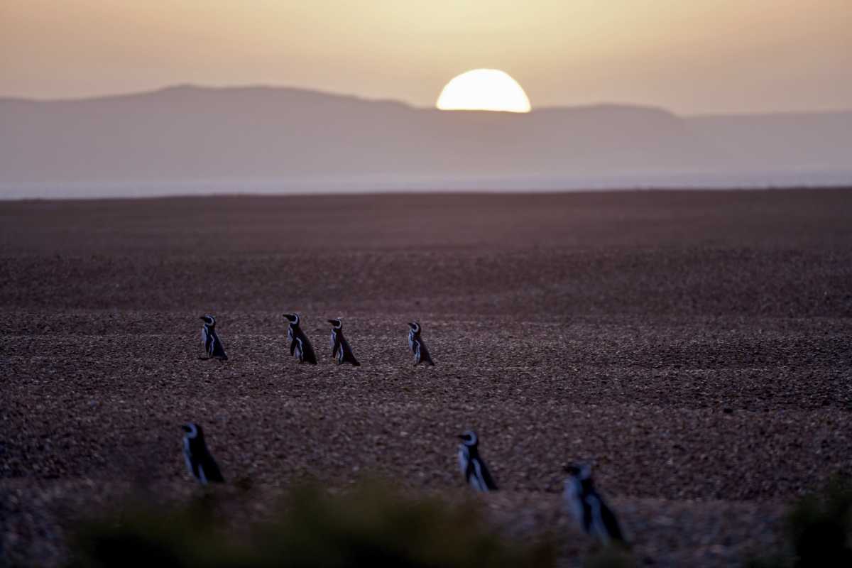 Punta Ninfas,  Chubut: Las colonias de pingüinos de Magallanes lucen repletas con miles de animales que ya llegaron a las costas de Chubut para reproducirse, este año sin turistas debido a la emerrgencia sanitaria de Covid-19..