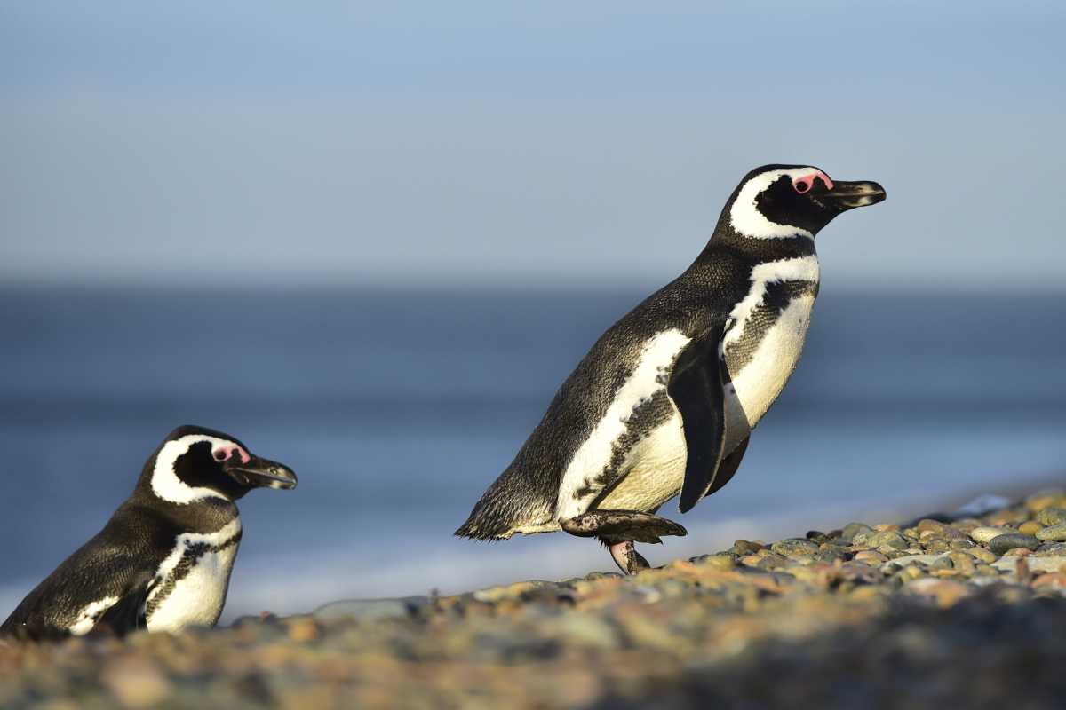 Punta Ninfas,  Chubut: Las colonias de pingüinos de Magallanes lucen repletas con miles de animales que llegan a las costas de Chubut para reproducirse.