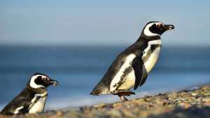 Encuentran la primera evidencia de contaminación por microplásticos en pingüinos de Magallanes