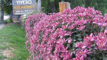 Jardín: un lugar de paz y armonía entre flores y mucho color