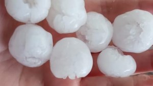 Importante caída de granizo en Regina y Godoy afectó a productores