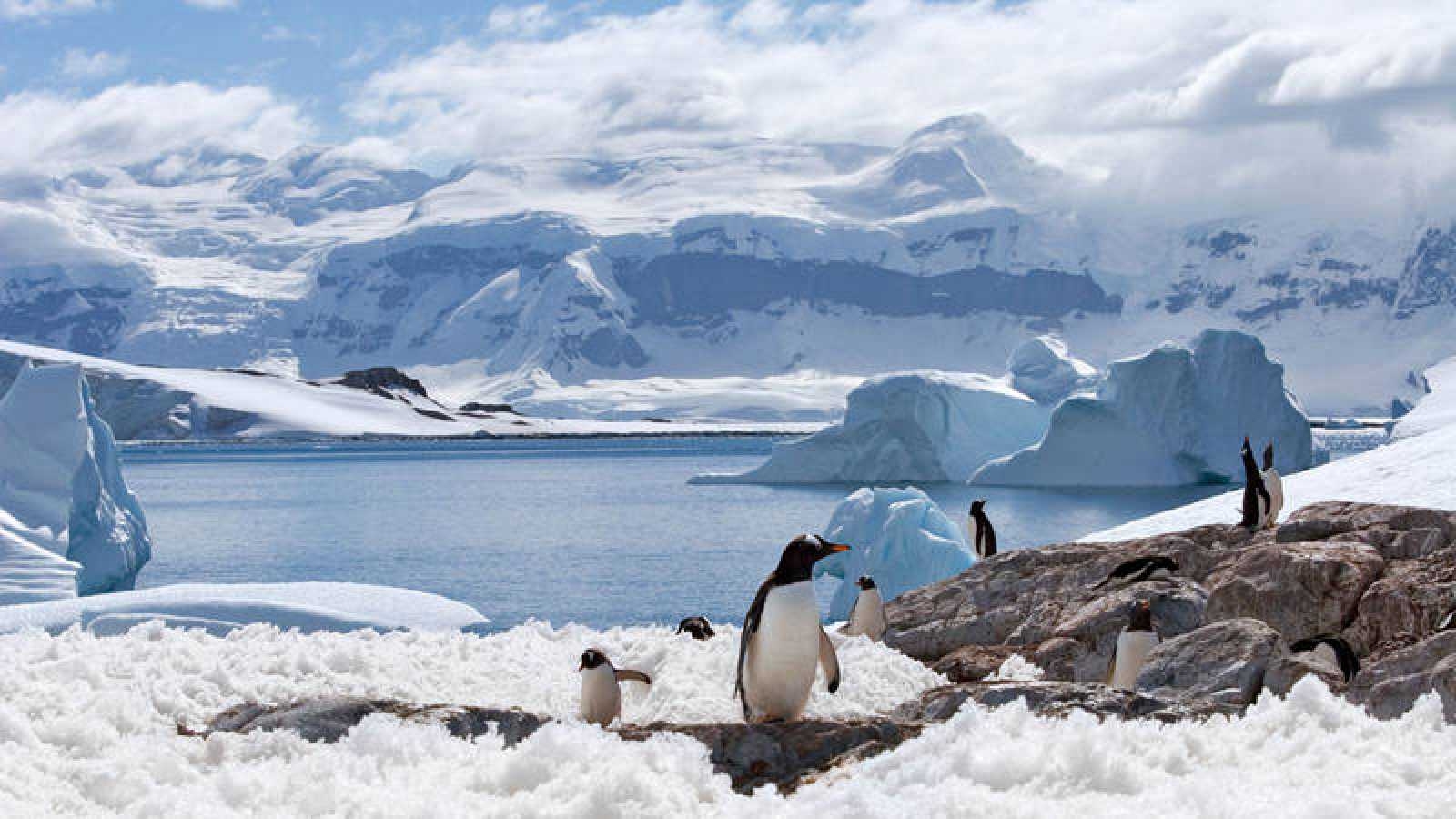 El 75% de todo el kril antártico se encuentra en esta región de la Antártida.