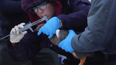 Dedicación. Julieta Pedrana lleva más de 10 años estudiando la biología y las migraciones del cauquén colorado para salvarlo de la extinción