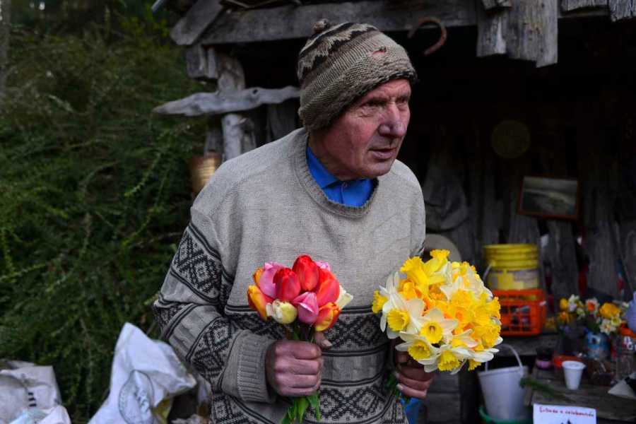Pedro Smekal da vida a los tulipanes en su chacra de Bariloche