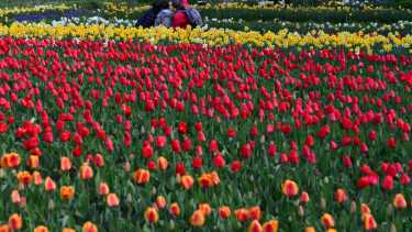 El campo de tulipanes que florece en Bariloche