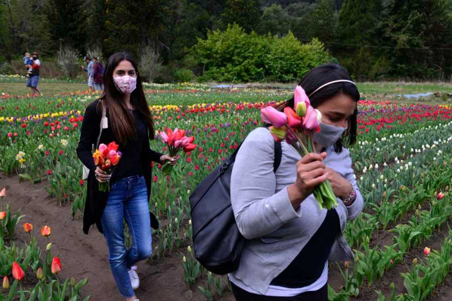 Pedro Smekal da vida a los tulipanes en su chacra de Bariloche