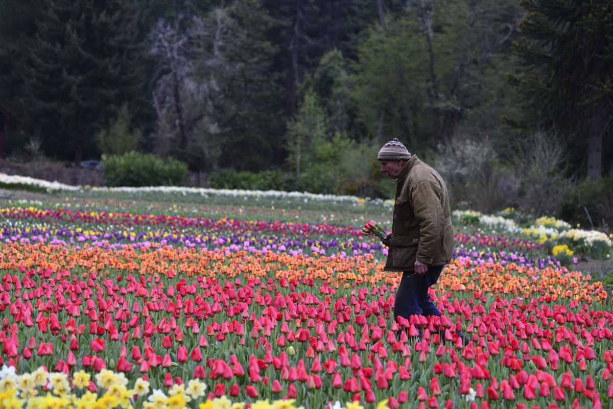Pedro Smekal tiene su campo de tulipanes en la Península San Pedro de Bariloche. Foto: Alfredo Leiva