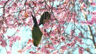 Empiezan las floraciones en San Martín de los Andes. Foto: Patricio Rodríguez.-