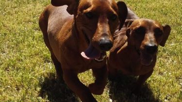 Saludamos hoy a las mascotas de Walter, que se sumó al pronóstico. ¡Acordate! Podés presentarnos a la tuya en redes, para que salga en el pronóstico.-
