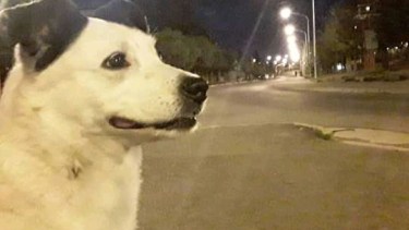 Hoy saludamos a Mía, conocida en Zapala por sacarse fotos en distintos puntos de la ciudad. Acordate! Podes presentarnos a tu mascota en redes.-