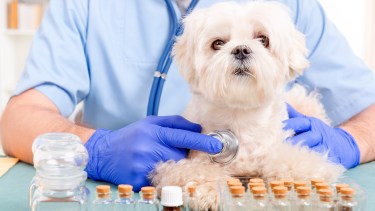 Los tratamientos alternativos contribuyen a sanar el alma de nuestros fieles compañeros.