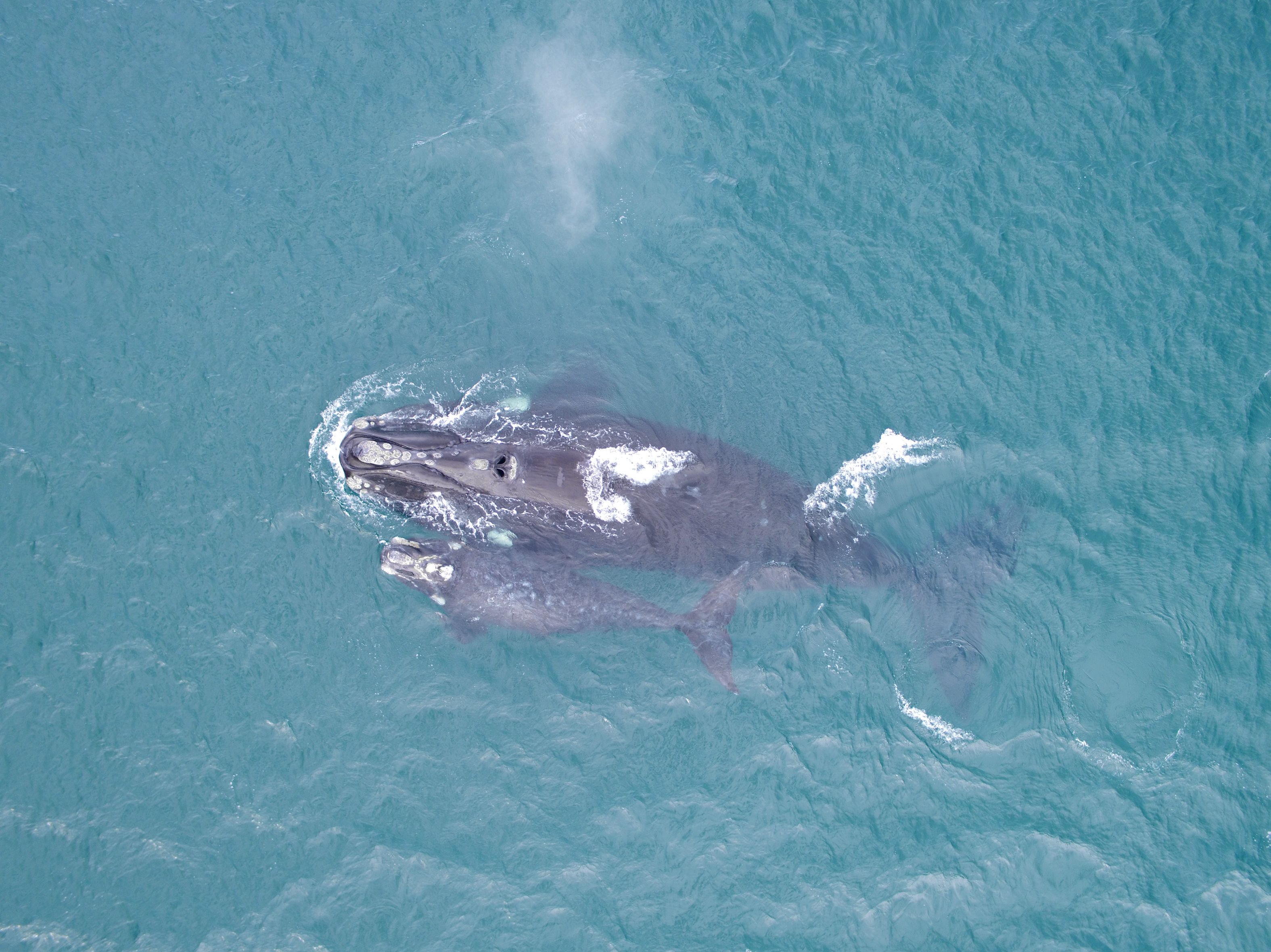 Al seguir por monitoreo satelital a la ballena Afuerita, se sabe que el animal con su hijo recorrió 18.356 kilómetros en 211 días por el Mar Argentino 