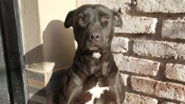 Hoy saludamos a Pochi y a su dueña Virginia, que se sumaron al pronóstico. Acordate! Podes presentarnos a tu mascota en redes.