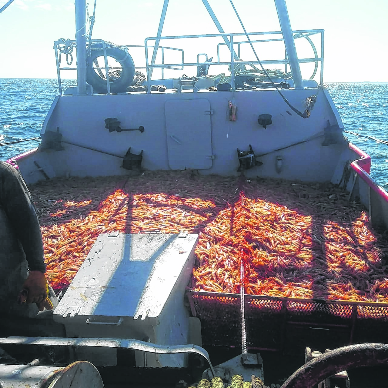 La semana pasada, un gran cardumen de langostinos sorprendió a pescadores del golfo San Matías.