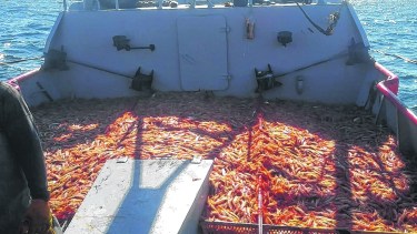 La semana pasada, un gran cardumen de langostinos sorprendió a pescadores del golfo San Matías.