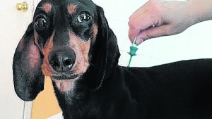 Garrapatas y pulgas, visitas “indeseadas” de cada verano