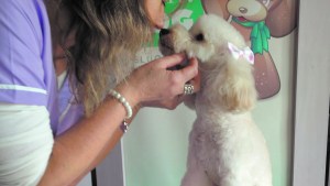 ¡Perro al agua! Tips para bañar a tu mascota