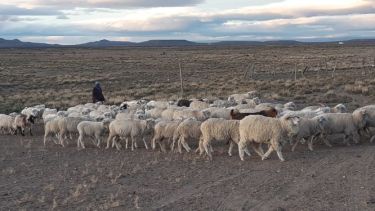 La Ley Ovina es una herramienta muy importante, sobre todo para los pequeños productores. Foto: José Mellado.