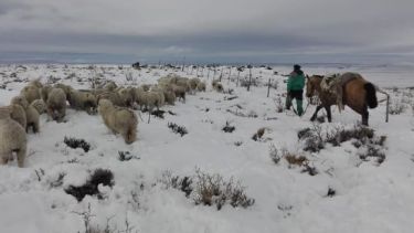 El invierno 2020 fue muy duro. Hubo una gran mortandad de animales en el oeste rionegrino. Foto: Gentileza.