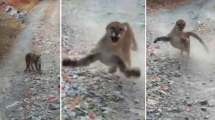 Imagen de Minutos de terror: un senderista fue perseguido por un puma