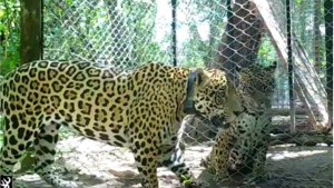 Qaramta y Tania, los  yaguaretés que pueden salvar su especie en El Impenetrable