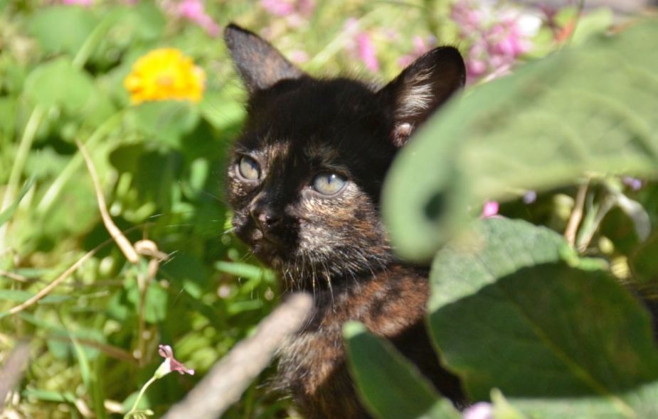 ¿Qué opinan, se instala la primavera? Foto: Flor Salto. ¡Acordate! Podés presentarnos a tu mascota en redes, para que salga en el pronóstico.-