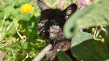 ¿Qué opinan, se instala la primavera? Foto: Flor Salto. ¡Acordate! Podés presentarnos a tu mascota en redes, para que salga en el pronóstico.-