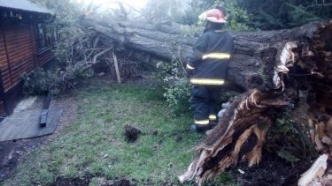 Uno de los cipreses de gran porte que cayó sobre una casa, semanas atrás en Bariloche. Gentileza