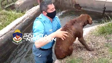 El perro no podía salir por sus propios medios. Foto:  Prensa de la Policía 