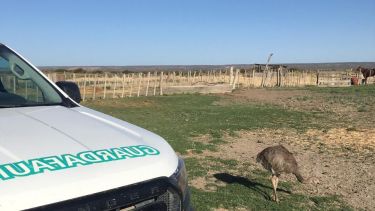 Rescataron a un choique juvenil retenido en una vivienda de Vista Alegre