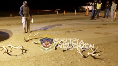 Las astas de ciervo que fueron secuestradas. Foto: Policía de Neuquén