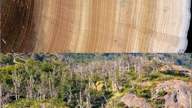 El estudio analizó más de 200 mil anillos de crecimiento de todo el mundo. En este caso de Aspidosperma tomentosum. Foto: Gentileza Conicet