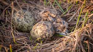 El paraíso de las aves en San Martín de los Andes