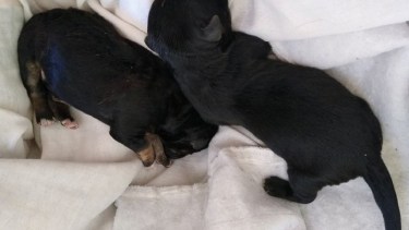 Los cachorros se encontraban en una bolsa dentro de un contenedor de Centenario.  Foto: Gentileza 