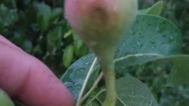 Algunas de las frutas dañadas