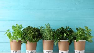 Para perfumar el jardín y la cocina: las aromáticas