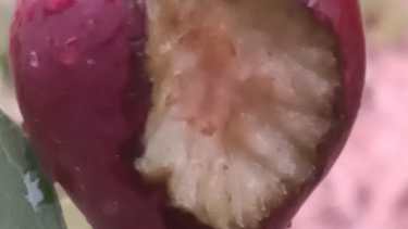 Algunos daños en la fruta