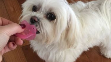 Hoy saludamos a Esmeralda, a quien conocimos a través de Gladys. Acordate! Podes presentarnos a tu mascota en redes.-