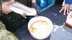 Sembraron 50 mil truchas Marrón en el río Negro