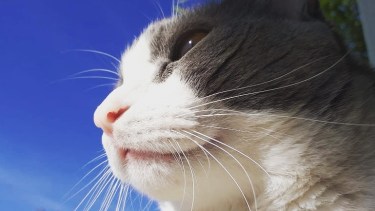 Hoy saludamos a Mancu, que le gusta disfrutar del solcito. Acordate! Podes presentarnos a tu mascota en redes.-