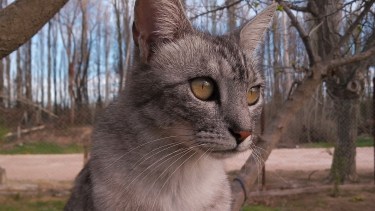 Hoy saludamos a Gaia, Tasha y Shuri, con las fotos que nos envió Camila. Acordate! Podes presentarnos a tu mascota en redes.-